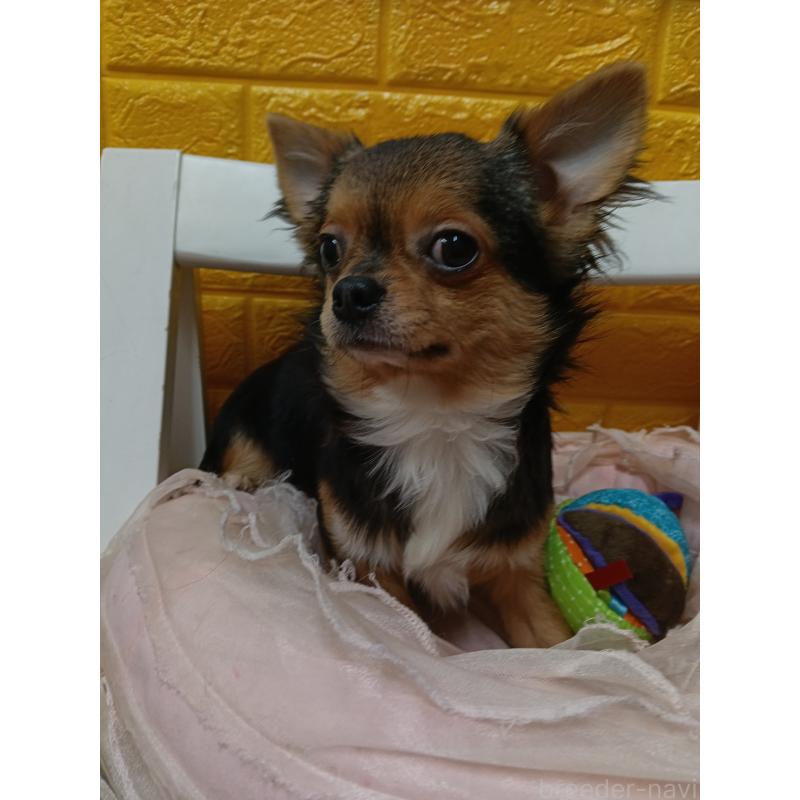 販売中の千葉県のチワワ(ロングコート)-419095の11枚目