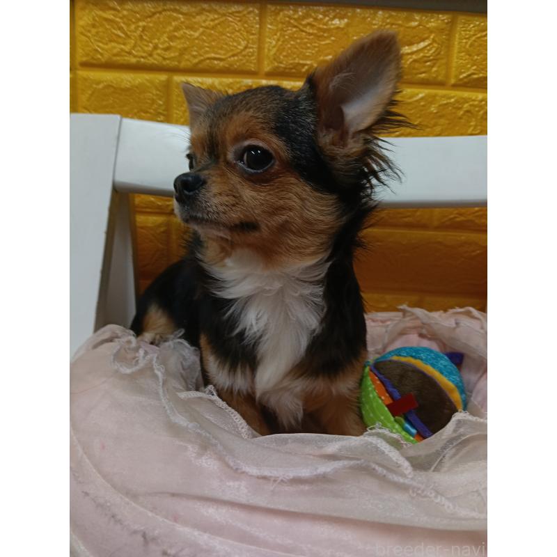 販売中の千葉県のチワワ(ロングコート)-419095の10枚目