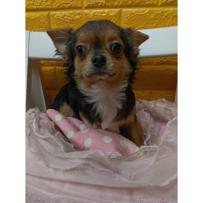 販売中の千葉県のチワワ(ロングコート)-419095の9枚目