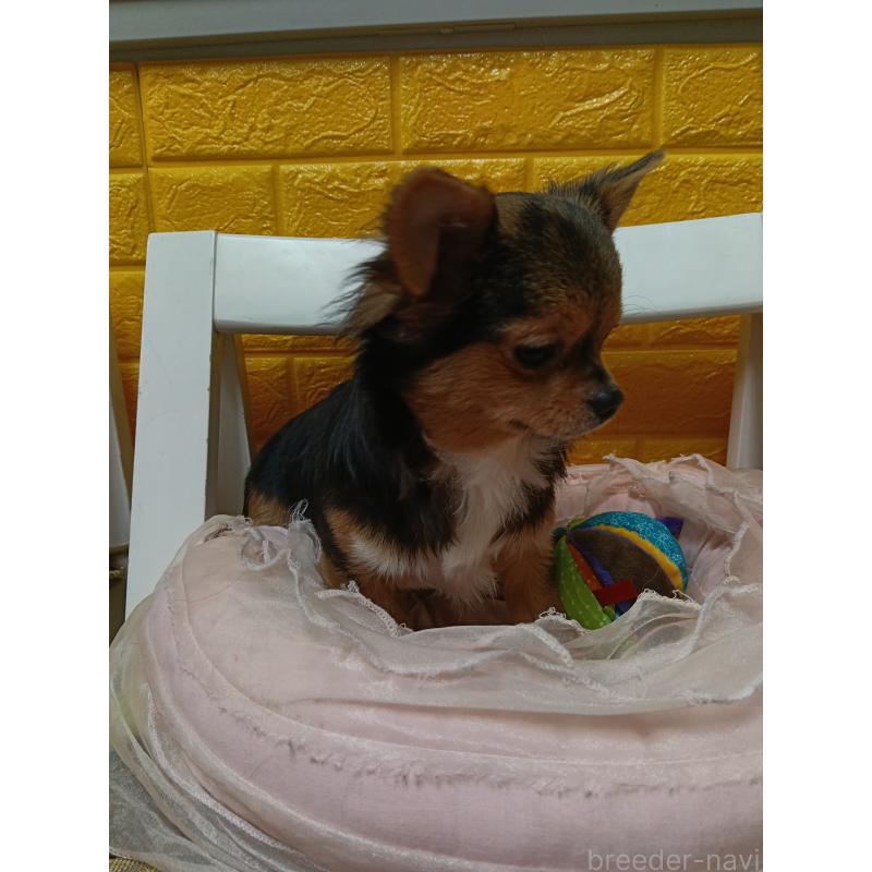 販売中の千葉県のチワワ(ロングコート)-419095の8枚目