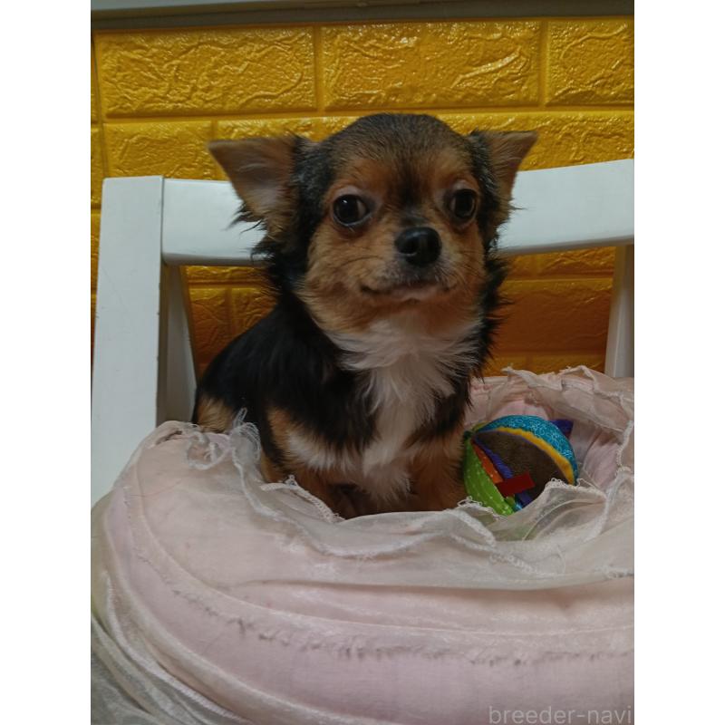 販売中の千葉県のチワワ(ロングコート)-419095の6枚目