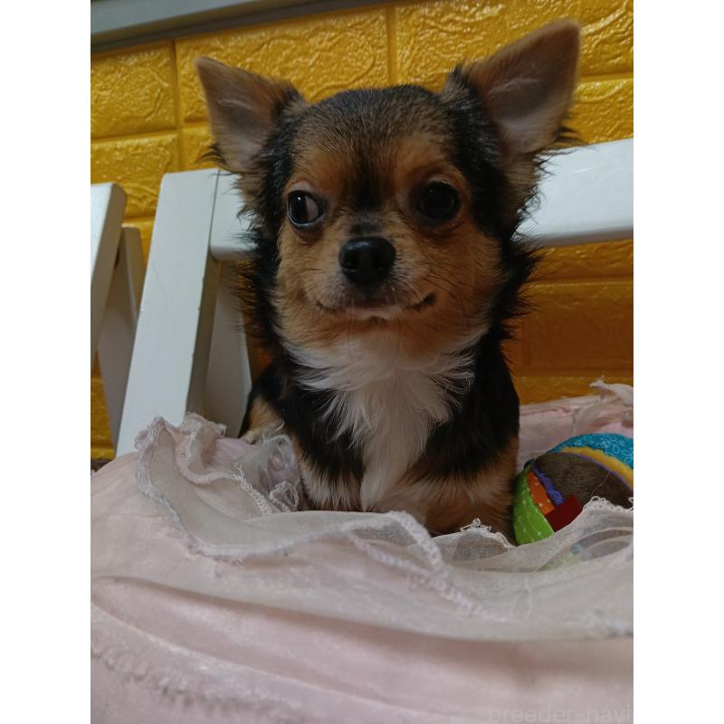 販売中の千葉県のチワワ(ロングコート)-419095の5枚目