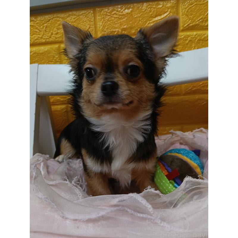 販売中の千葉県のチワワ(ロングコート)-419095の4枚目