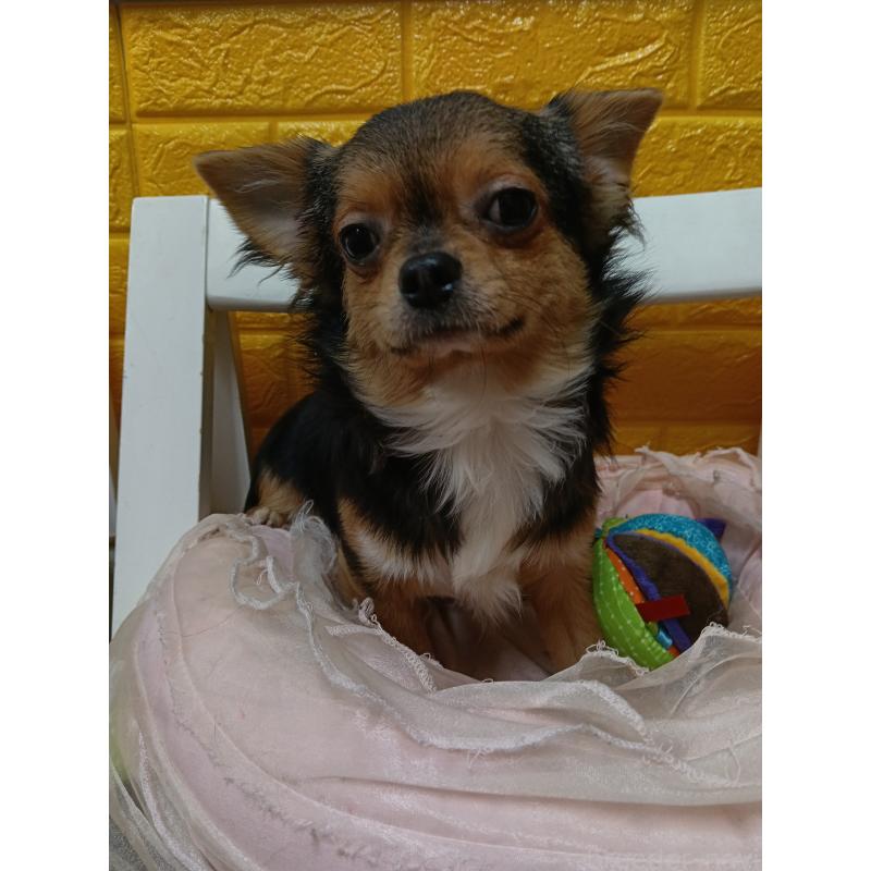 販売中の千葉県のチワワ(ロングコート)-419095の3枚目