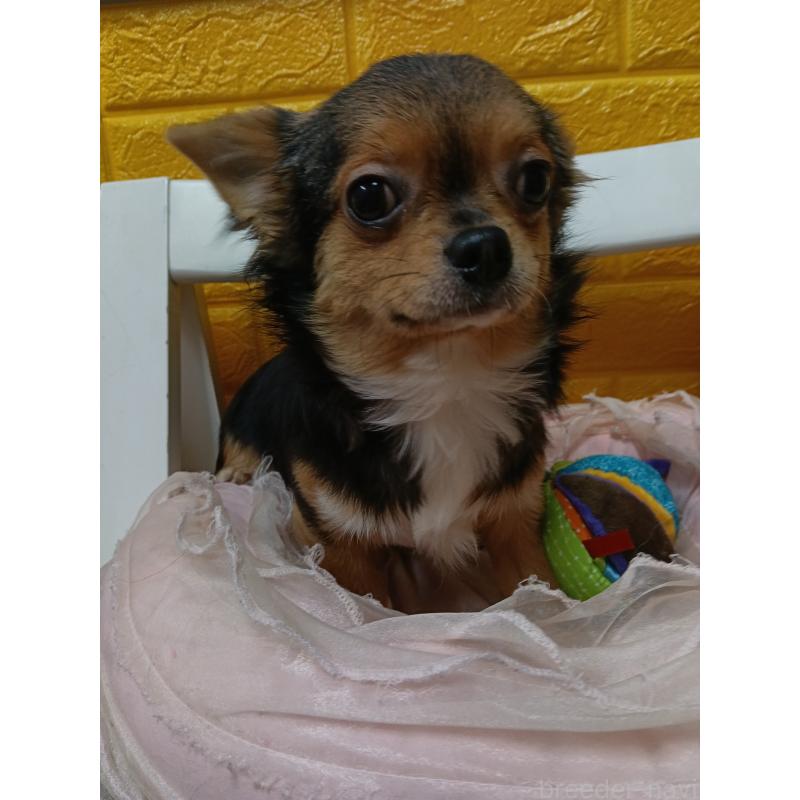 販売中の千葉県のチワワ(ロングコート)-419095の2枚目