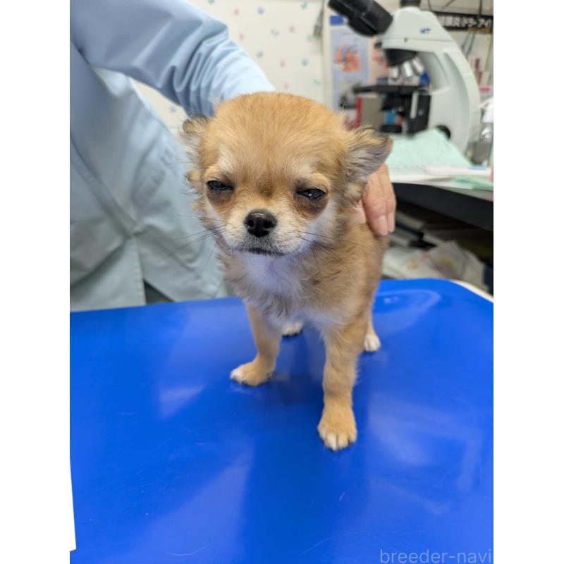 販売中の埼玉県のチワワ(ロングコート)-440190の2枚目