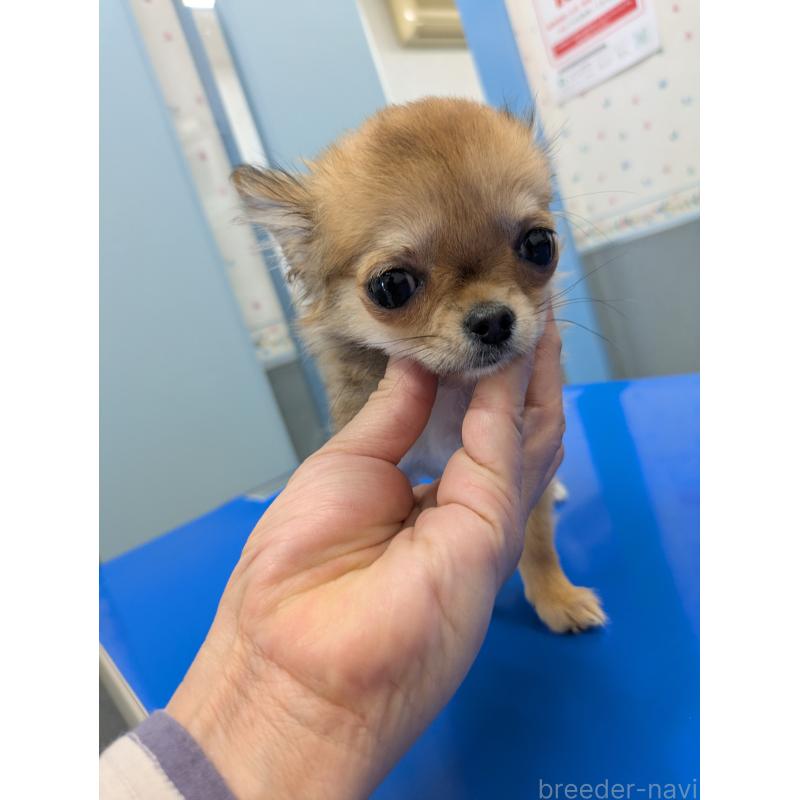 販売中の埼玉県のチワワ(ロングコート)-440192の2枚目