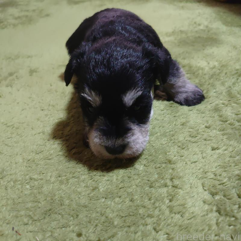 販売中の埼玉県のミニチュアシュナウザー-448348の3枚目