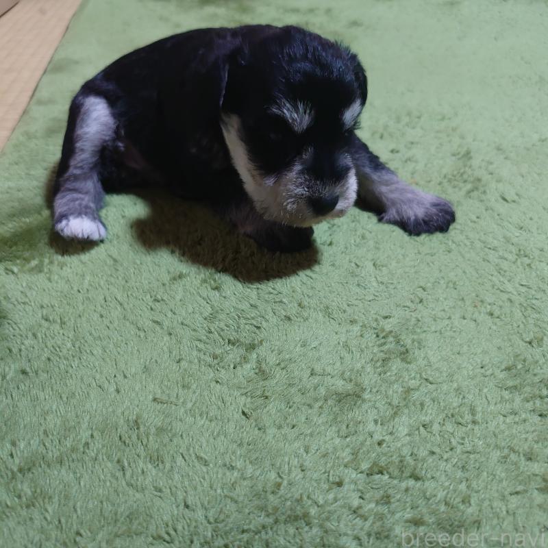 販売中の埼玉県のミニチュアシュナウザー-448348の2枚目