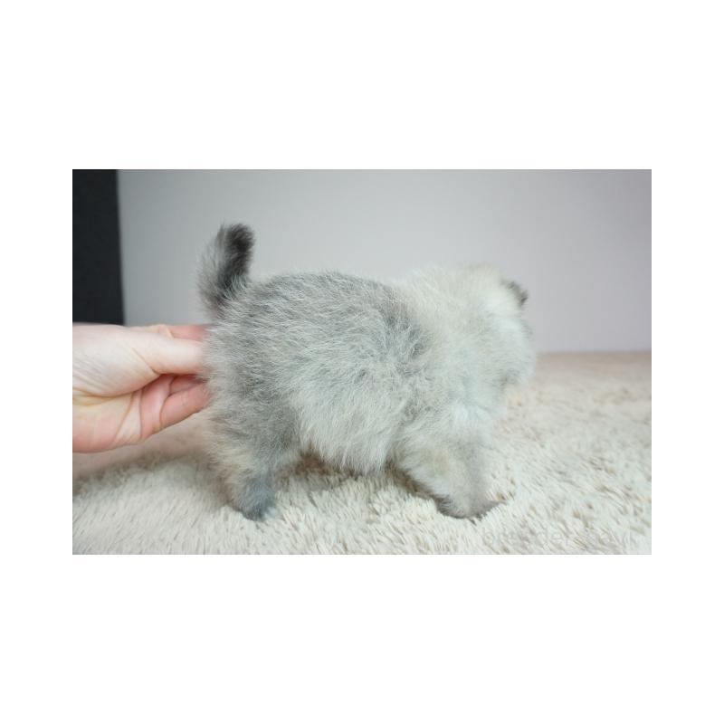 販売中の奈良県のポメラニアン-448347の4枚目