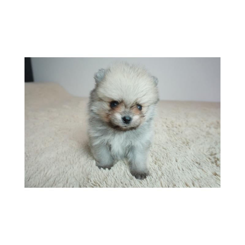 販売中の奈良県のポメラニアン-448347