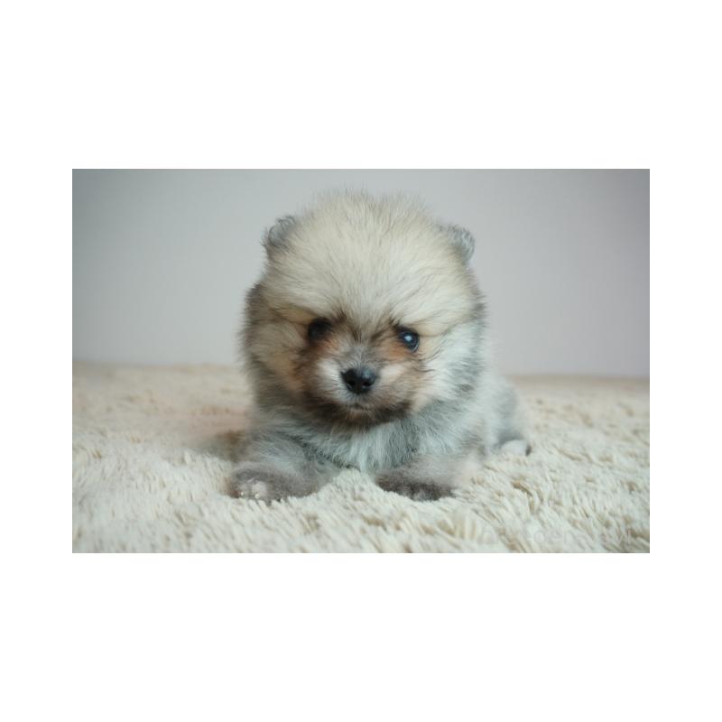 販売中の奈良県のポメラニアン-448347の2枚目