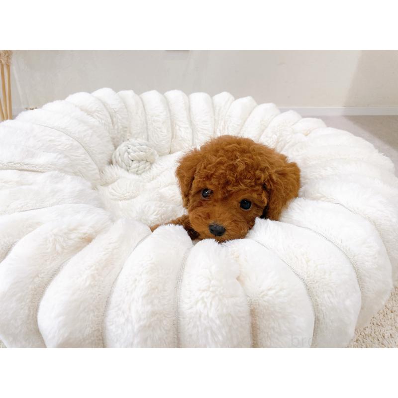 販売中の滋賀県のタイニープードル-448349の4枚目