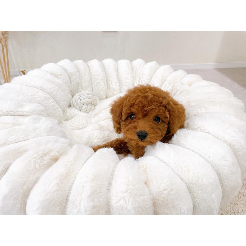 販売中の滋賀県のタイニープードル-448349の3枚目