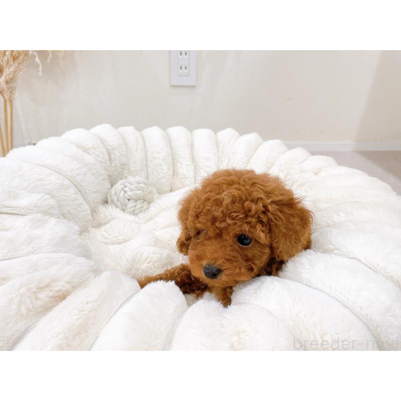 販売中の滋賀県のタイニープードル-448349の2枚目