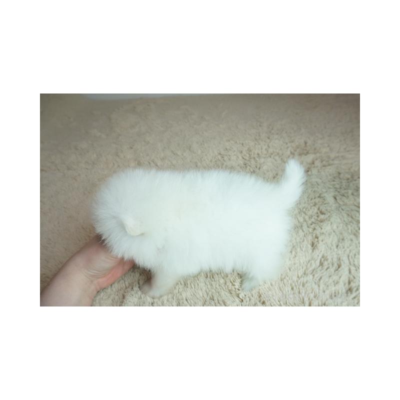 販売中の奈良県のポメラニアン-448350の5枚目