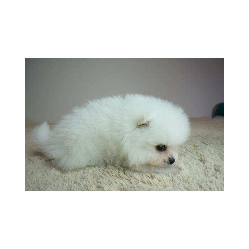 販売中の奈良県のポメラニアン-448350の4枚目