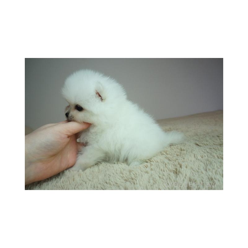 販売中の奈良県のポメラニアン-448350の3枚目