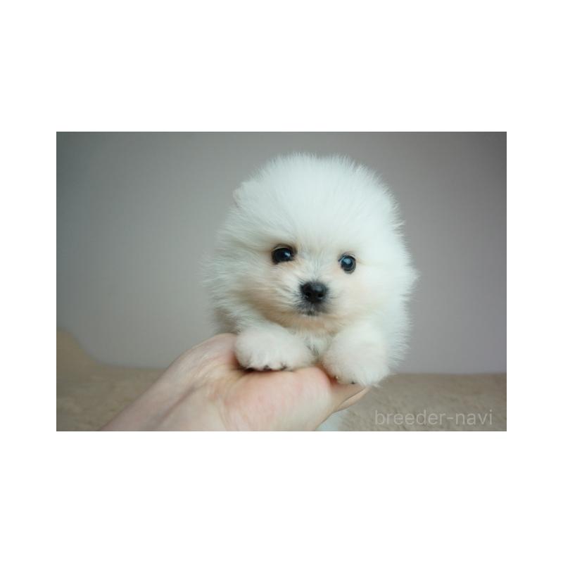 販売中の奈良県のポメラニアン-448350の2枚目