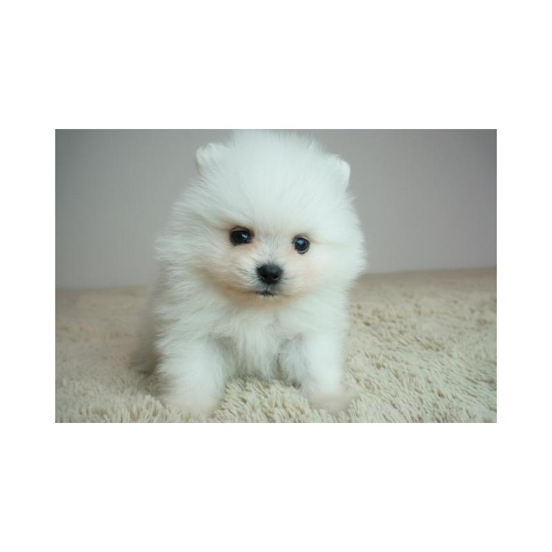 販売中の奈良県のポメラニアン-448350