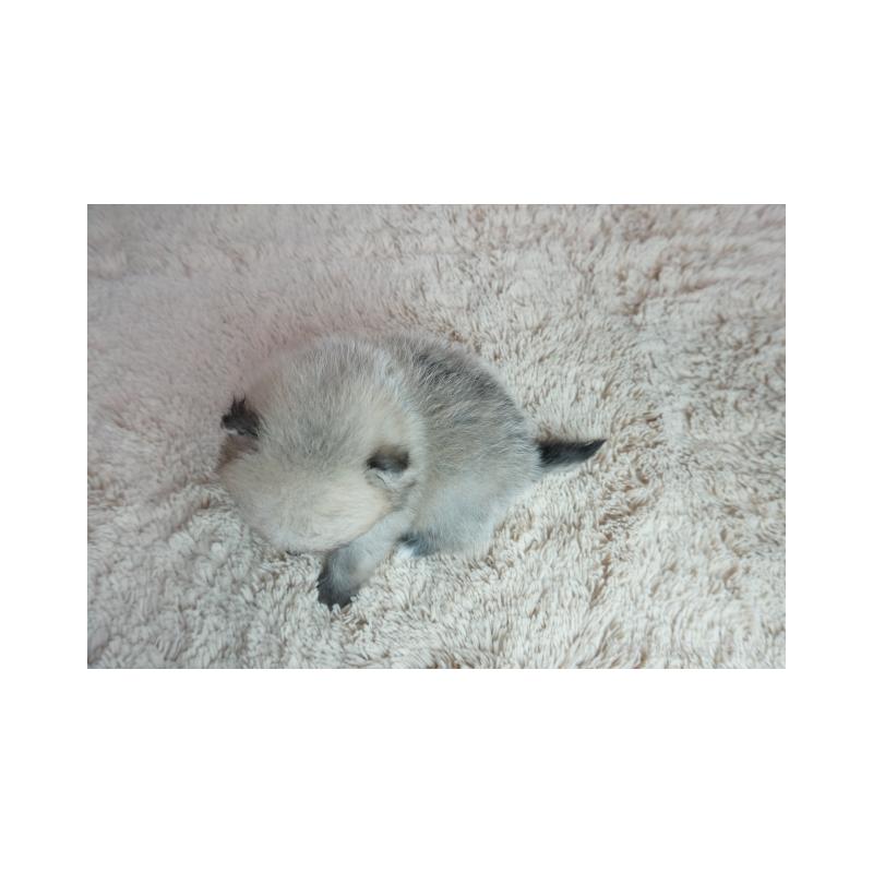 販売中の奈良県のポメラニアン-448351の5枚目