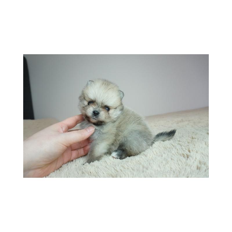 販売中の奈良県のポメラニアン-448351の3枚目