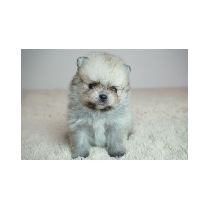 販売中の奈良県のポメラニアン-448351の2枚目