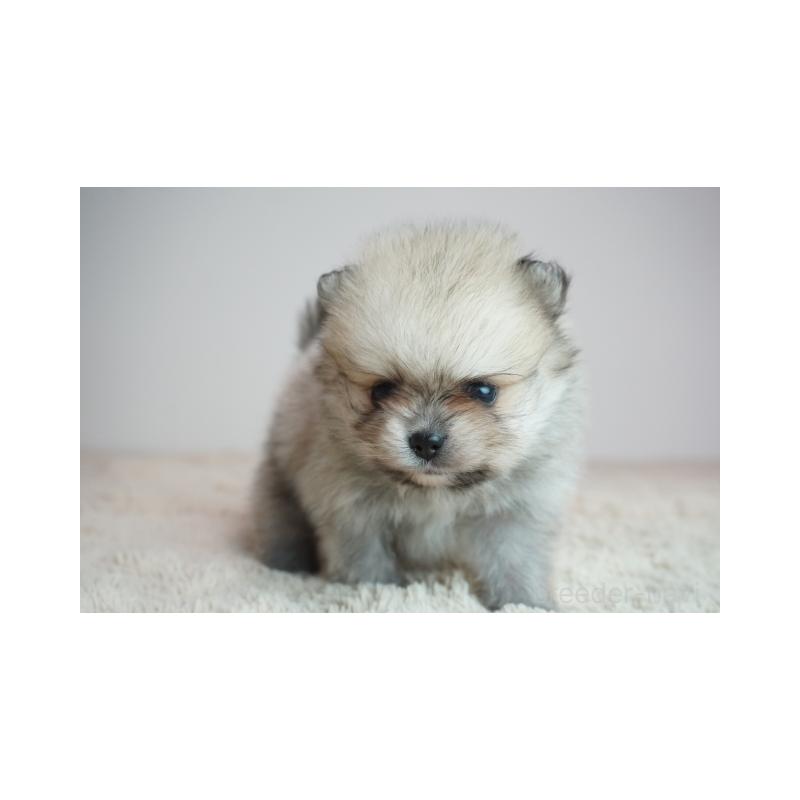 販売中の奈良県のポメラニアン-448351