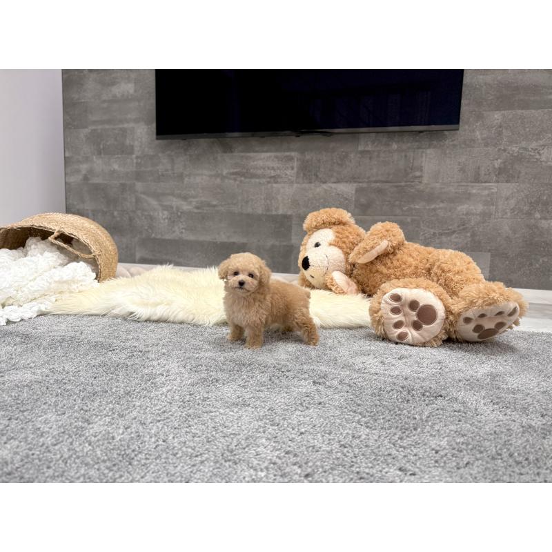 販売中の滋賀県のティーカッププードル-448219の7枚目