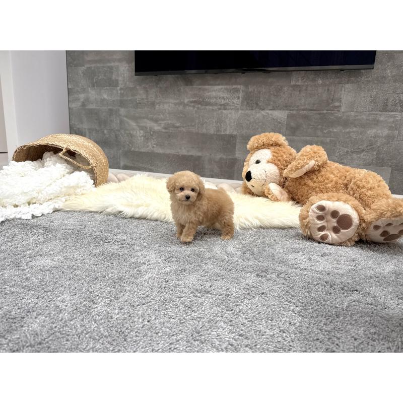 販売中の滋賀県のティーカッププードル-448219の5枚目