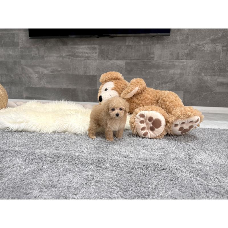 販売中の滋賀県のティーカッププードル-448219の3枚目