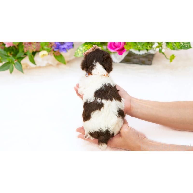 商談中の群馬県のティーカッププードル-446456の2枚目