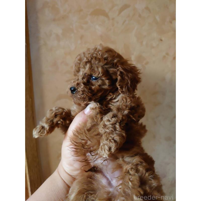 販売中の愛媛県のタイニープードル-448352の3枚目
