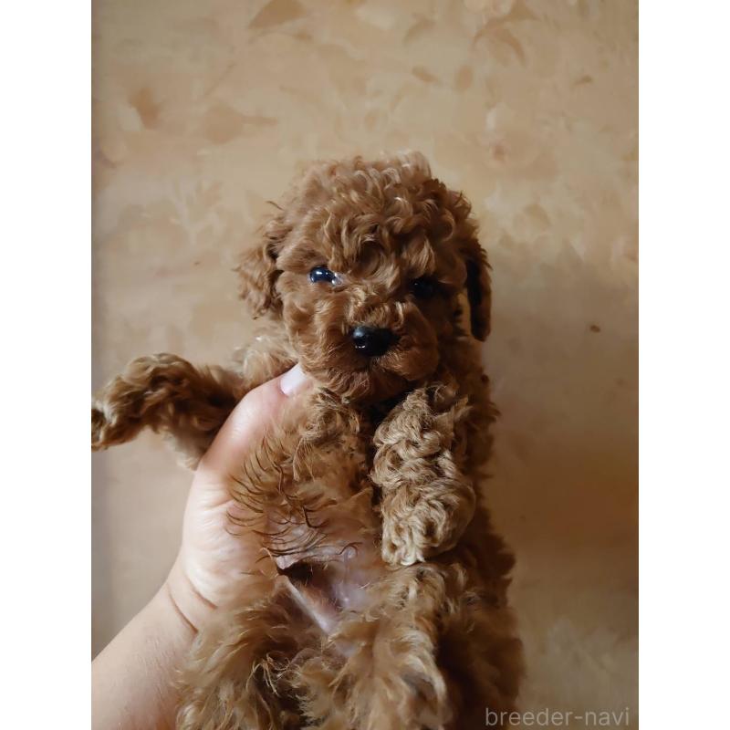 販売中の愛媛県のタイニープードル-448352の2枚目