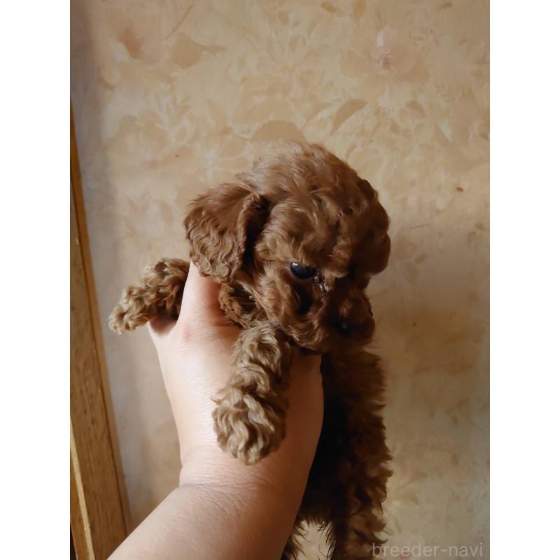 販売中の愛媛県のタイニープードル-448353の3枚目