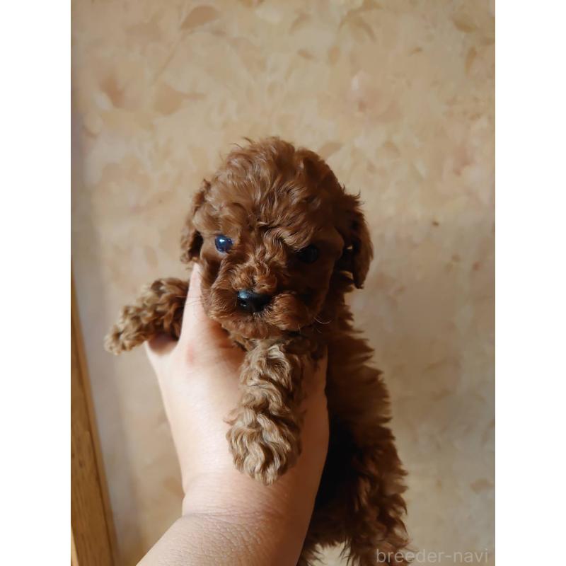 販売中の愛媛県のタイニープードル-448353の2枚目
