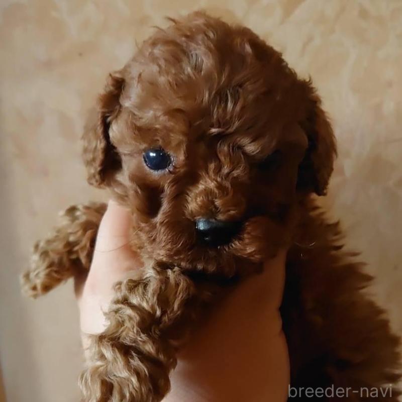 販売中の愛媛県のタイニープードル-448353の1枚目