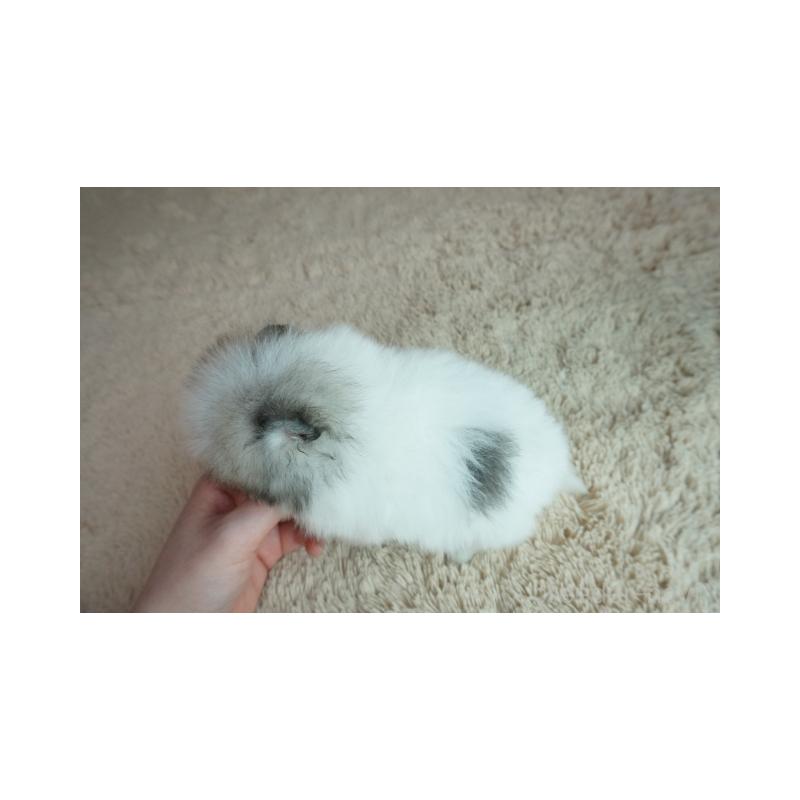 販売中の奈良県のポメラニアン-448354の5枚目