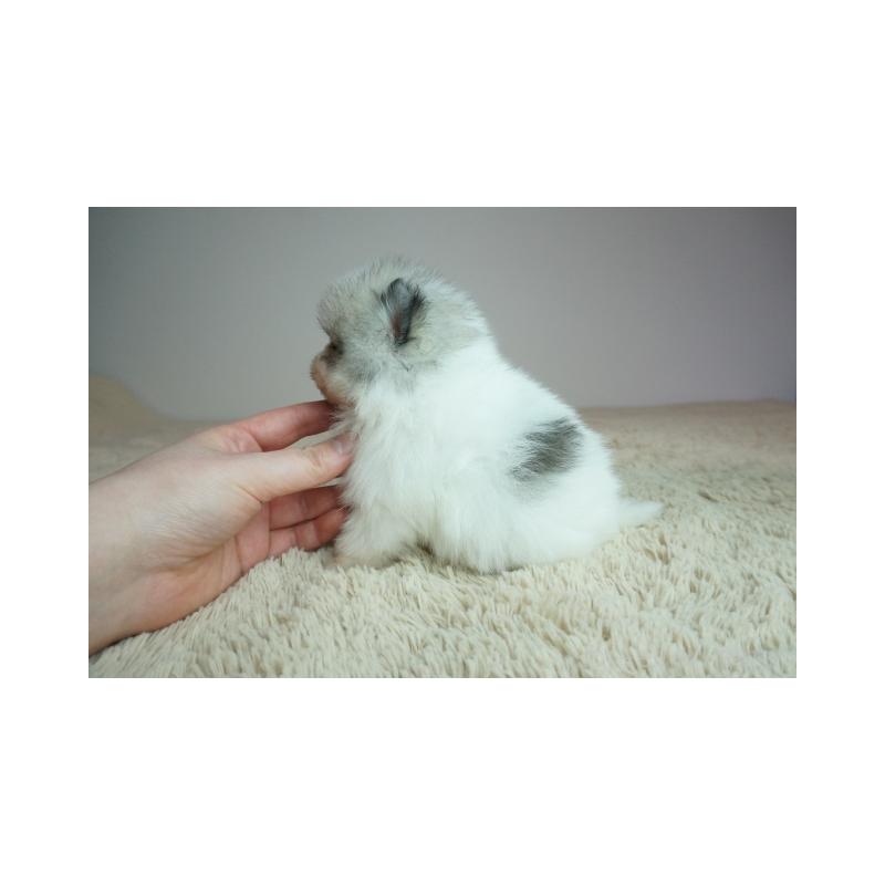 販売中の奈良県のポメラニアン-448354の4枚目