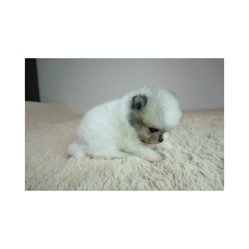 販売中の奈良県のポメラニアン-448354の3枚目