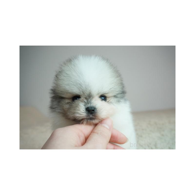 販売中の奈良県のポメラニアン-448354の2枚目