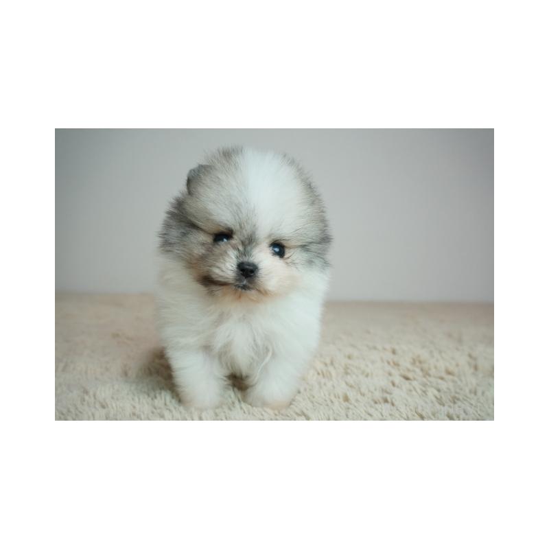 販売中の奈良県のポメラニアン-448354の1枚目