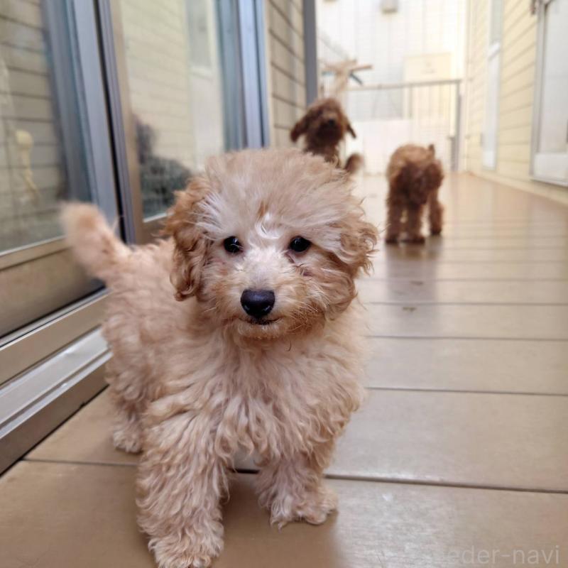 販売中の福岡県のトイプードル-448356の6枚目