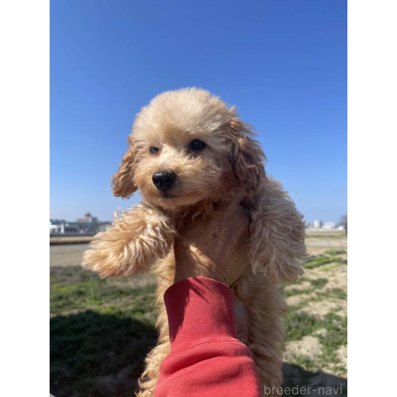 販売中の福岡県のトイプードル-448356の4枚目