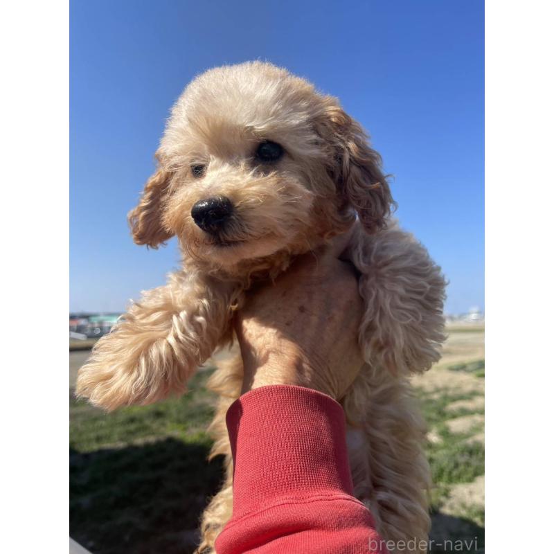 販売中の福岡県のトイプードル-448356の3枚目