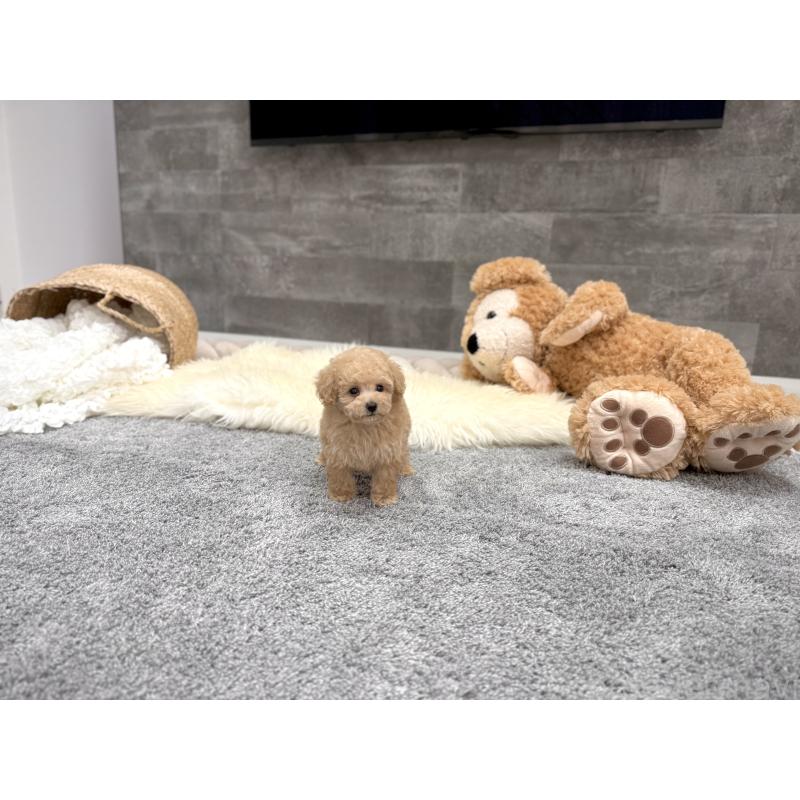 販売中の滋賀県のティーカッププードル-448241の6枚目