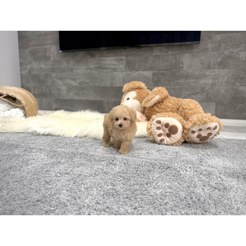 販売中の滋賀県のティーカッププードル-448241の4枚目