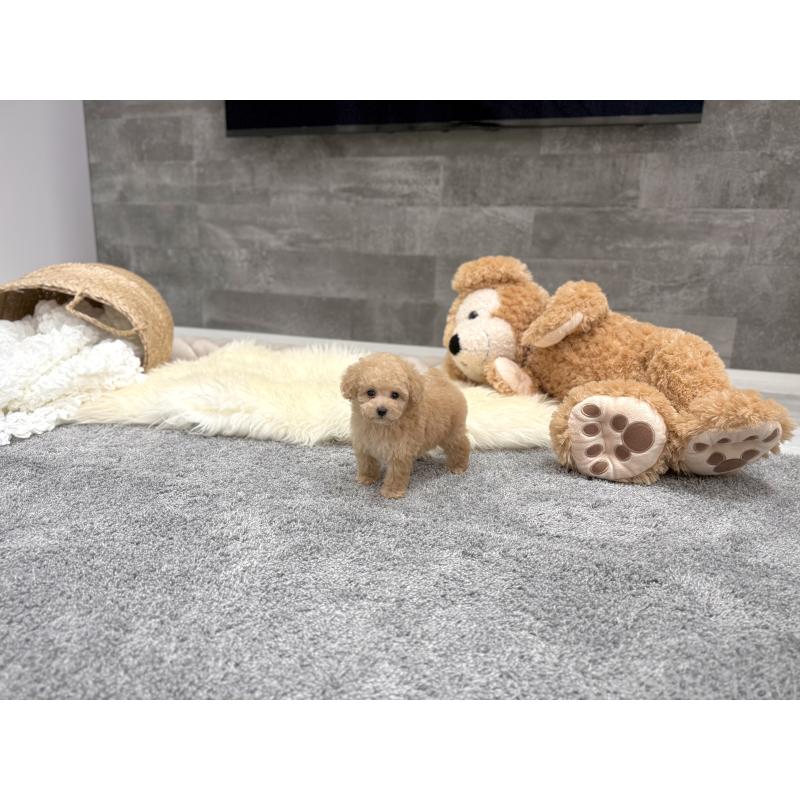 販売中の滋賀県のティーカッププードル-448241の2枚目