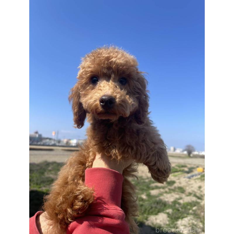 販売中の福岡県のトイプードル-448357の6枚目