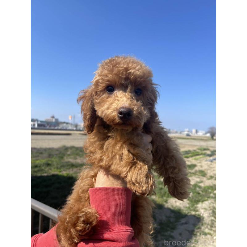 販売中の福岡県のトイプードル-448357の4枚目